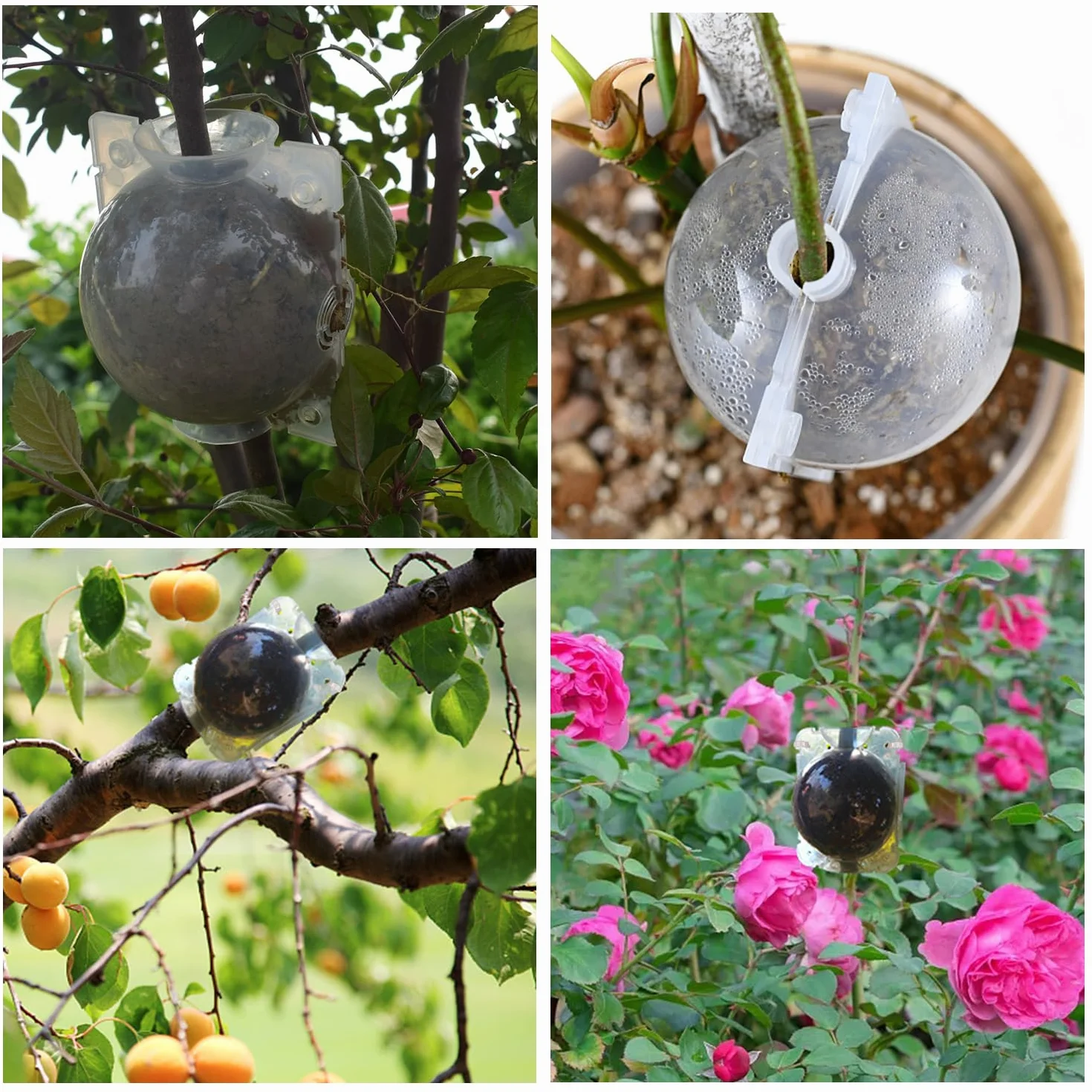 Lot de 12 Boîtes d'Enracinement de Plantes Transparentes avec Serrures et Pulvérisateur