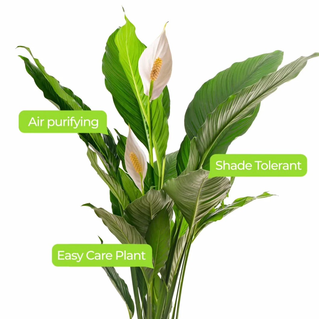 Spathiphyllum grande plante d'intérieur purificateur d'air