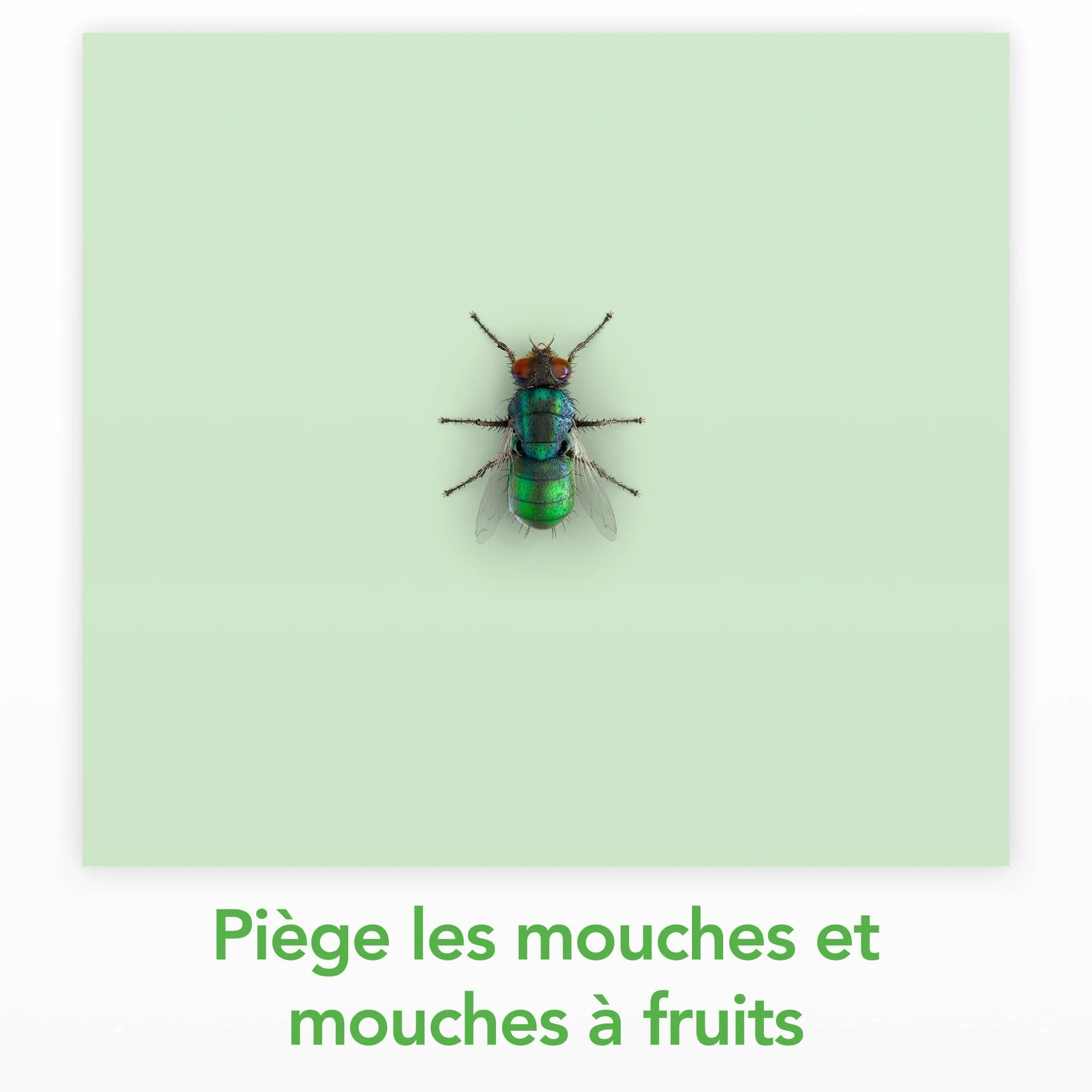 Raid Essentials Piege À Mouches Et Mouches À Fruits Sticker Fenêtre Forme Soleil Levant 6 unités