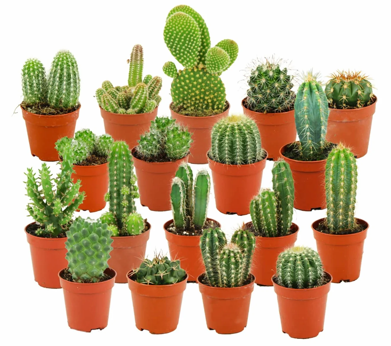 Cactus Naturelles en pot Ø 5.5 cm Lot de 18 Hauteur 5-10 cm Mélange Plantes Grasses Intérieur