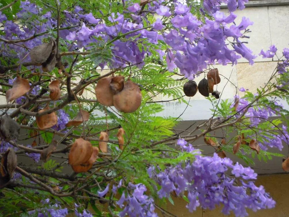 Jacaranda Mimosifolia 40 Graines