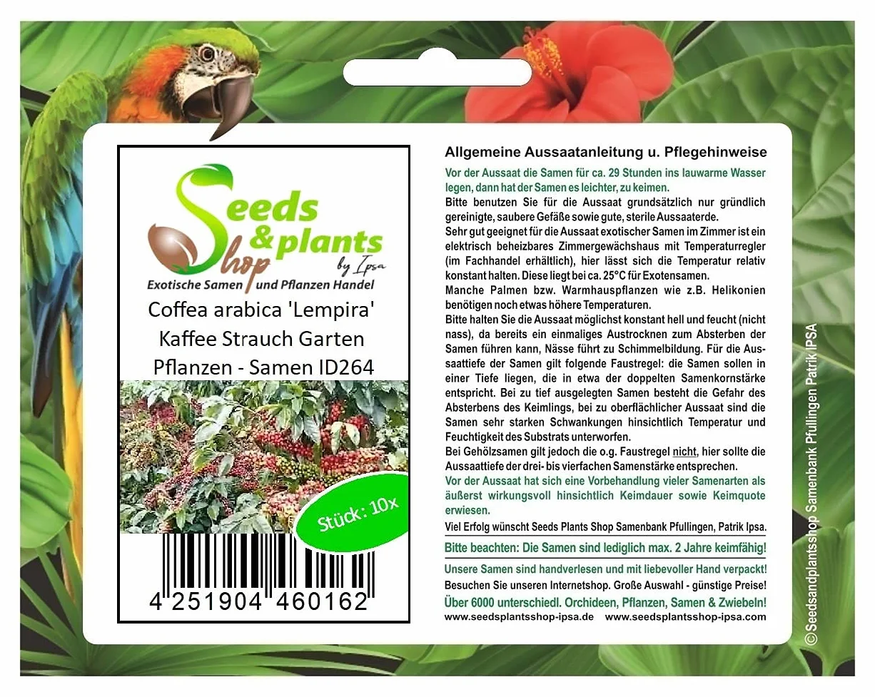 Graines de café Arabica Lot de 10