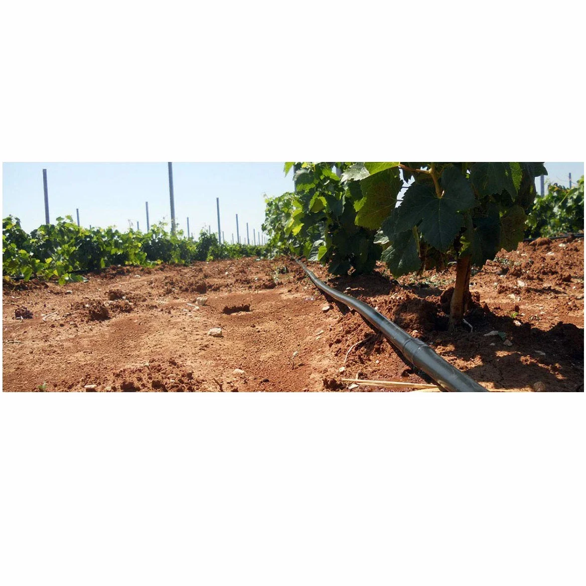 Suinga Tuyau d'arrosage goutte à goutte 16 mm 100m, espacement 33 cm, noir
