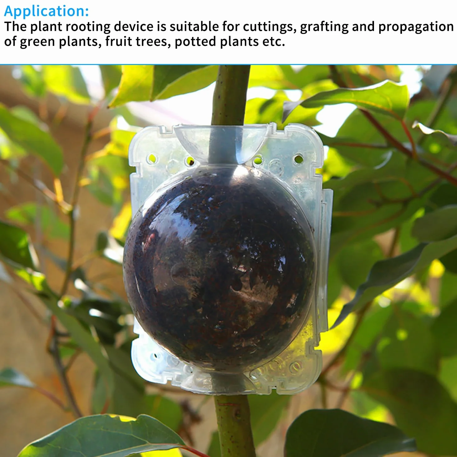 Lot de 12 Boîtes d'Enracinement de Plantes Transparentes avec Serrures et Pulvérisateur