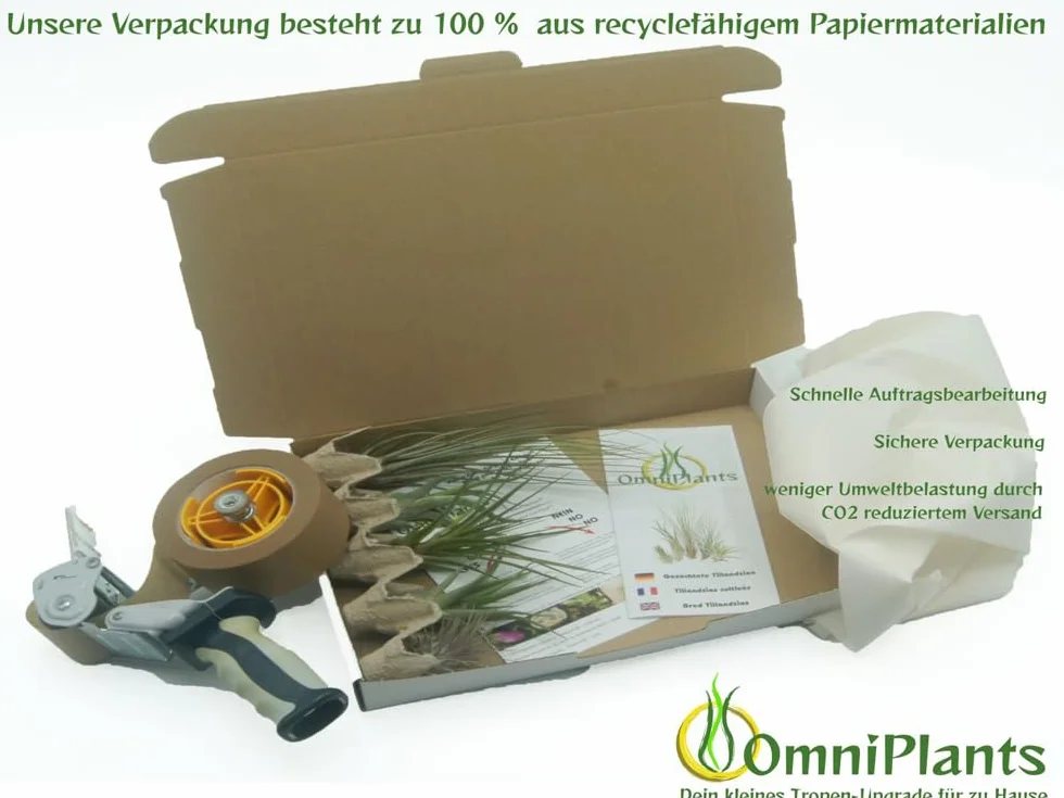 Tillandsias Lot de 5+1 Plantes Purificatrices d'Air Faciles d'Entretien