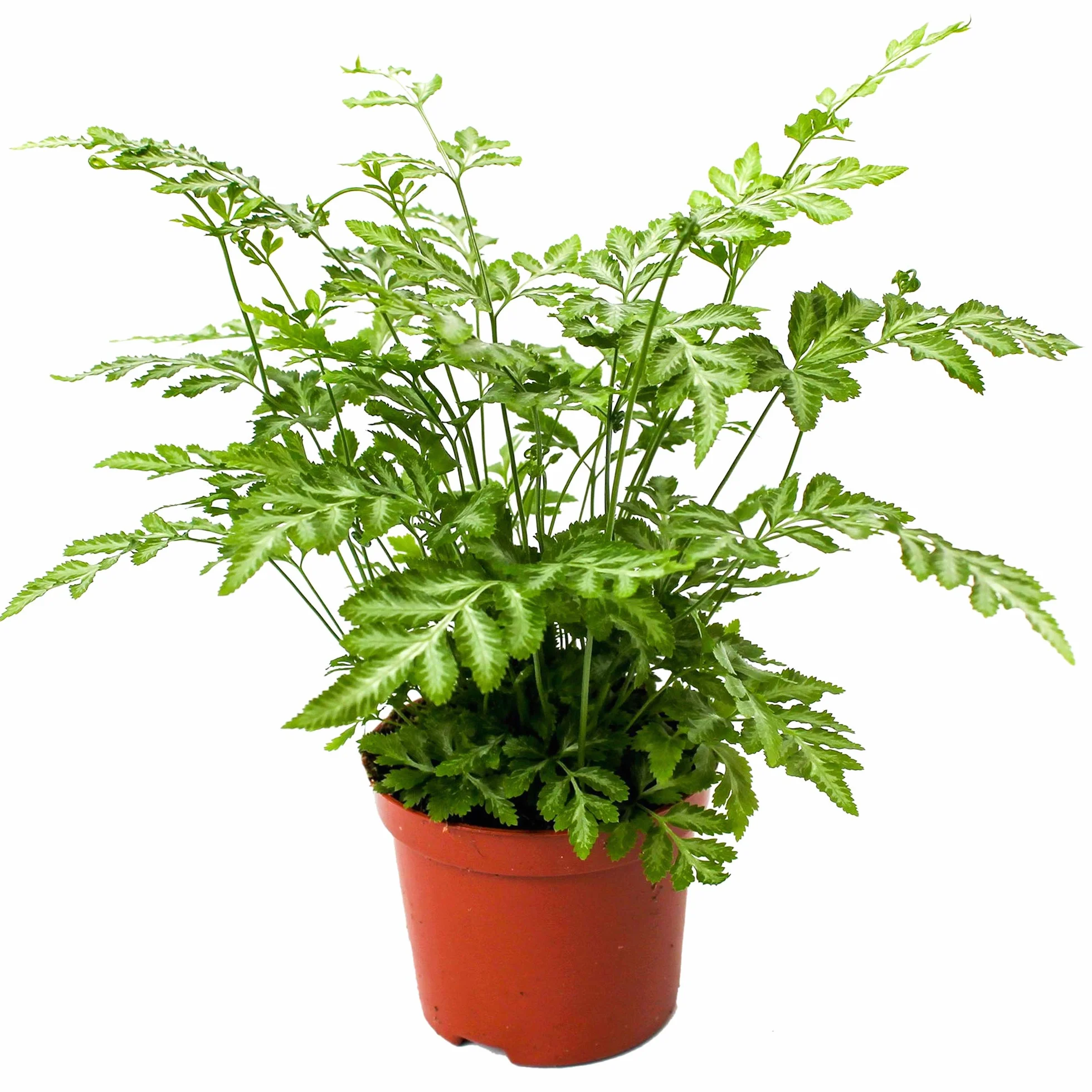 Pteris Evergemiensis Fougère Plante d’intérieur 25-35 cm en pot
