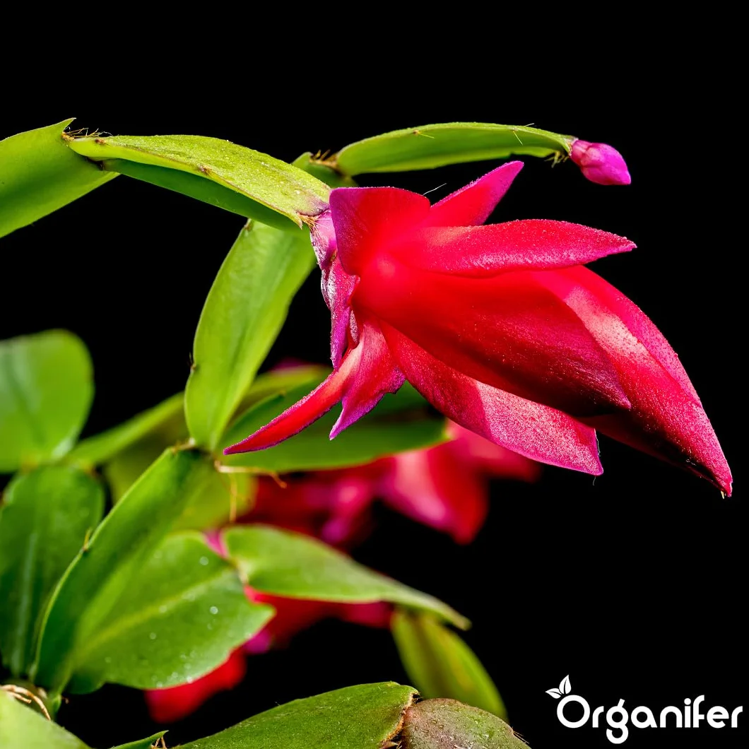 Organifer Engrais liquide organique 1L pour cactus de Noël floraison hivernale