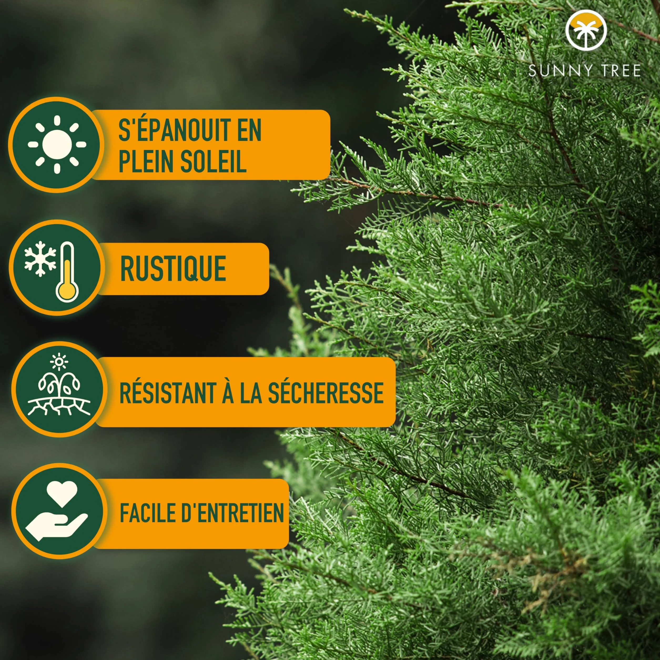 Cupressus Sempervirens Totem Cyprès Italien 150-160 CM résistant au gel -18 conifère à feuillage persistant