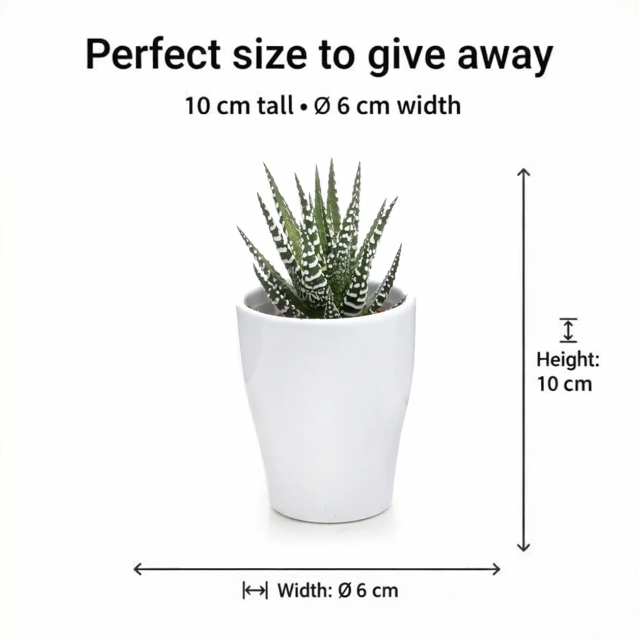 Vdvelde Set Mini Plantes 10 Pièces Petites Plantes d'Intérieur Fougères Ø6 cm Hauteur 10 cm Sans Pot Terrarium Déco Cadeaux