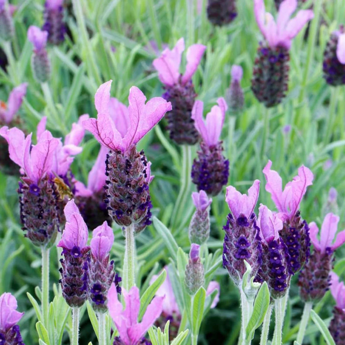 Bloomique Lavandula Stoechas Anouk Lavande Papillon Rustique Hauteur 20-25 cm Pot 12 cm