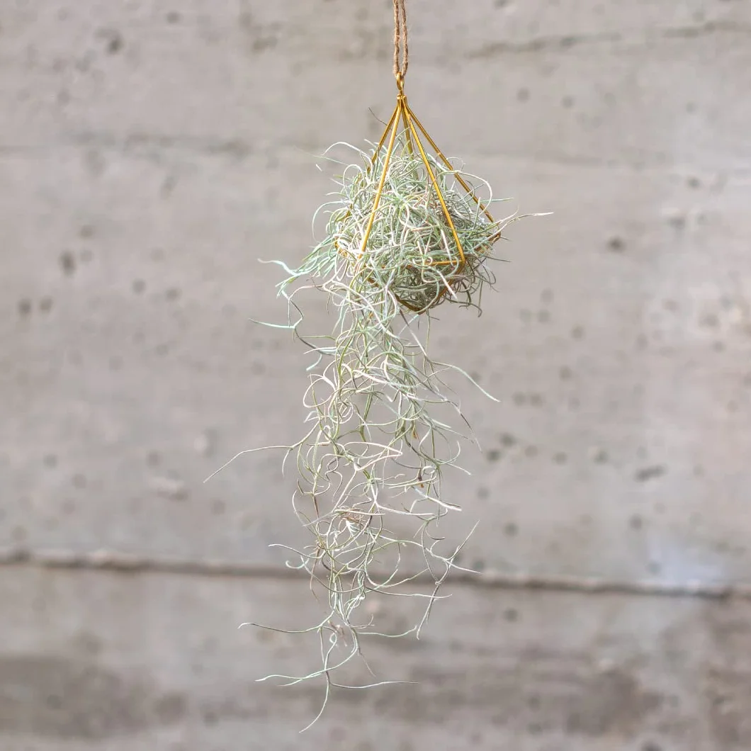 Tillandsia Usneoides Air Plant Live sans Terre Plante Interieur Naturelle 20-30 cm