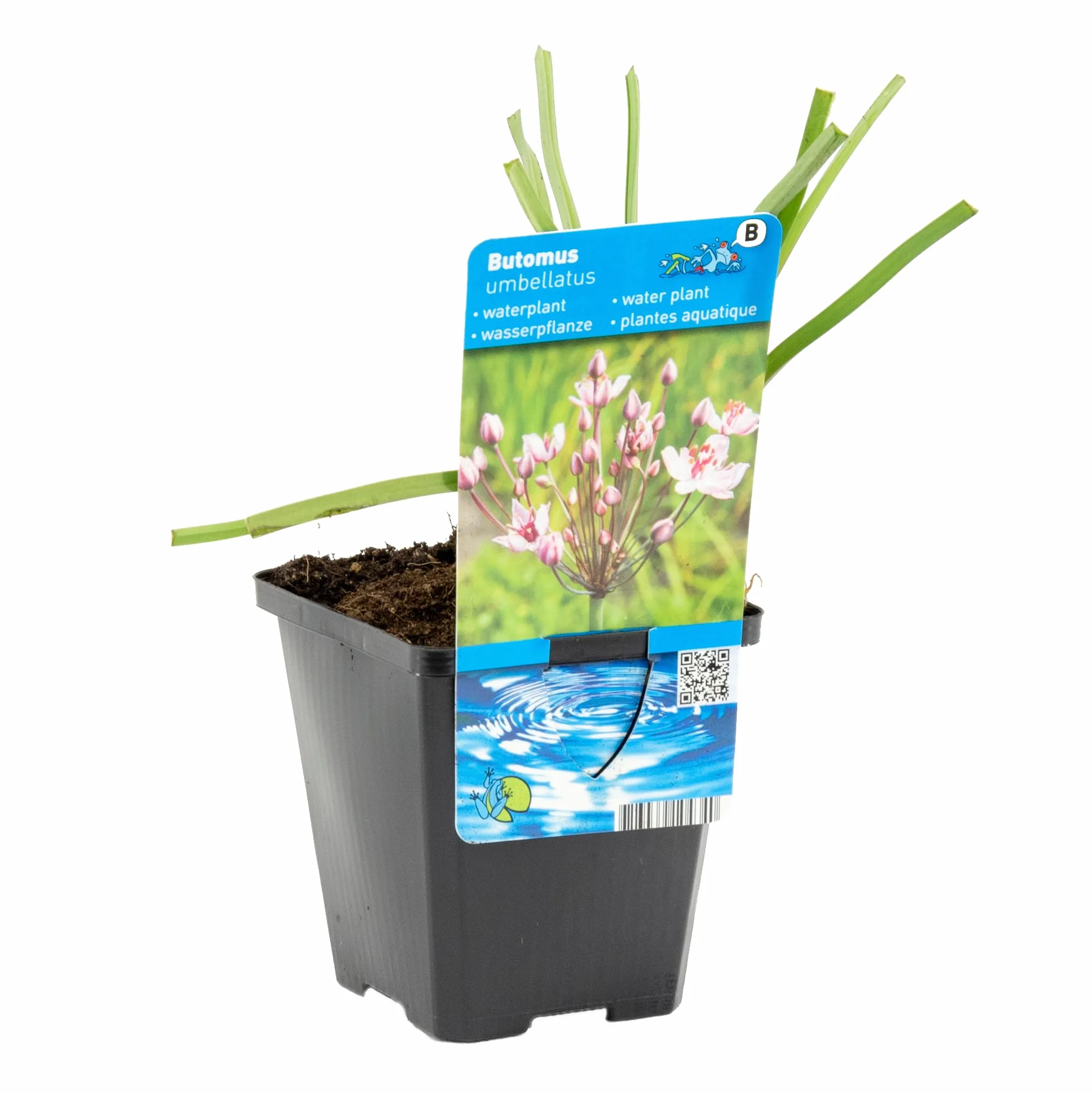 Bloomique Butomus Umbellatus Butome en ombelle Plantes de bassin Résistante au gel Hauteur 15-25 cm Pot 9 cm