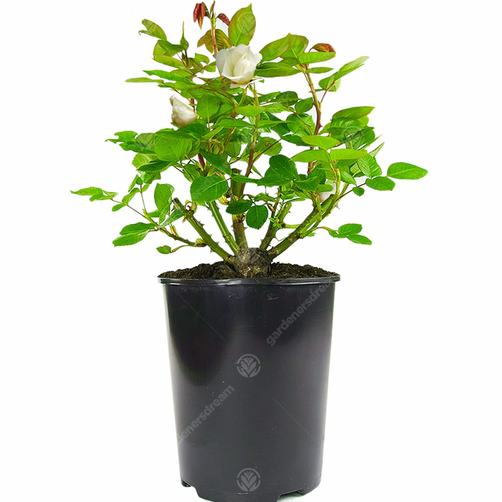 Beau Rosier Crème en pot | Rosiers de jardin haut de gamme avec fleurs colorées en été