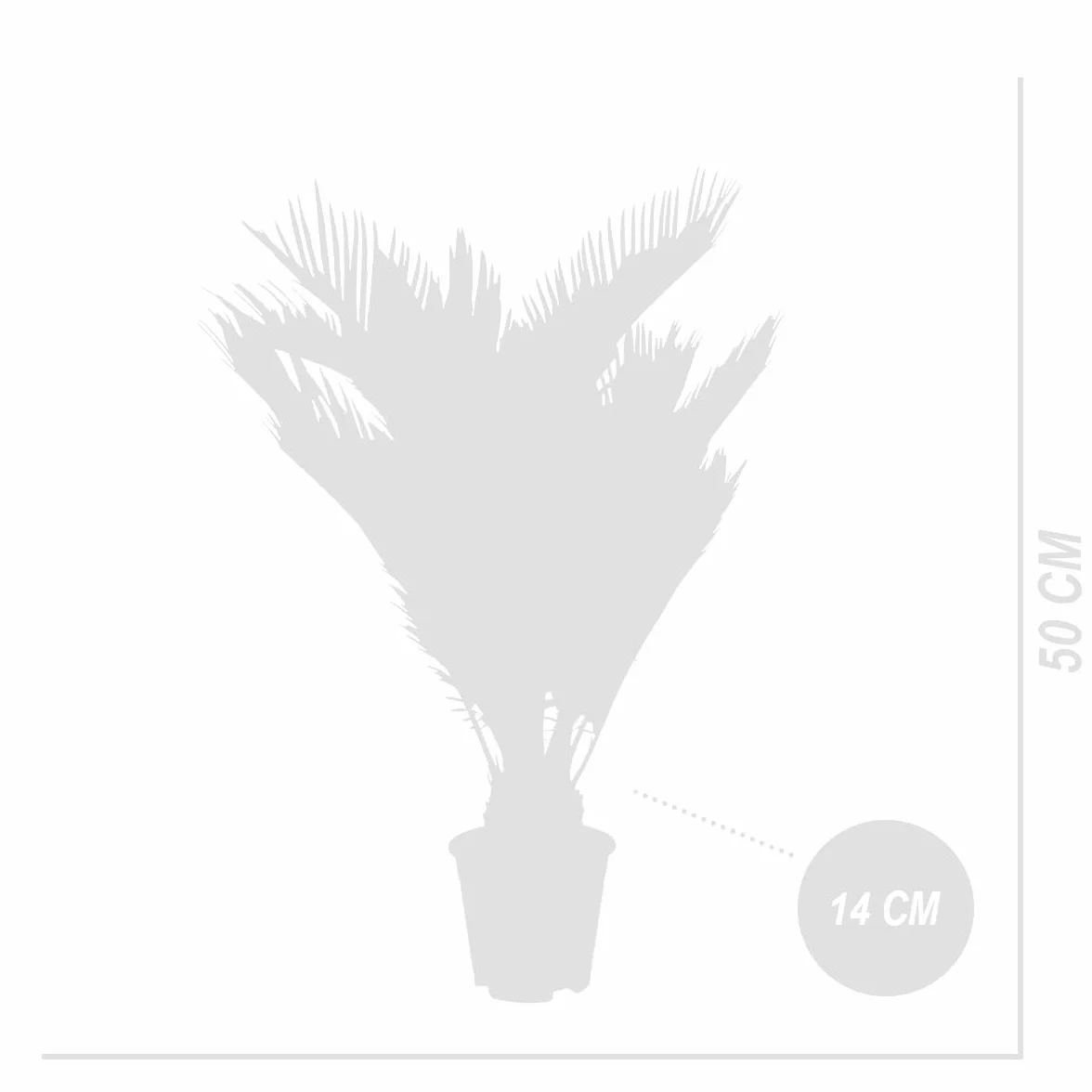Cycas Revoluta Palmier de la Paix Sagoutier Plante d'intérieur Hauteur 40-50 cm Pot 15 cm