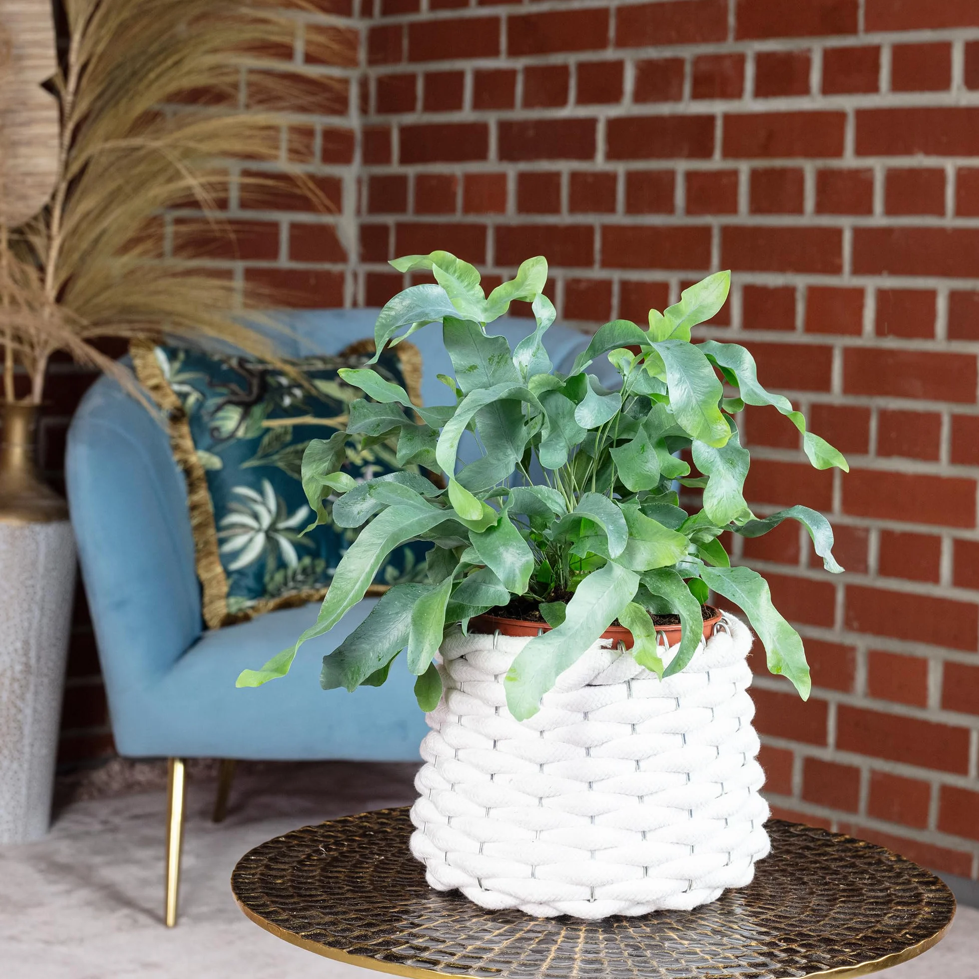 Phlebodium aureum Blue Star Fougère à tartelettes dorées plante d'intérieur 40 cm pot 14 cm