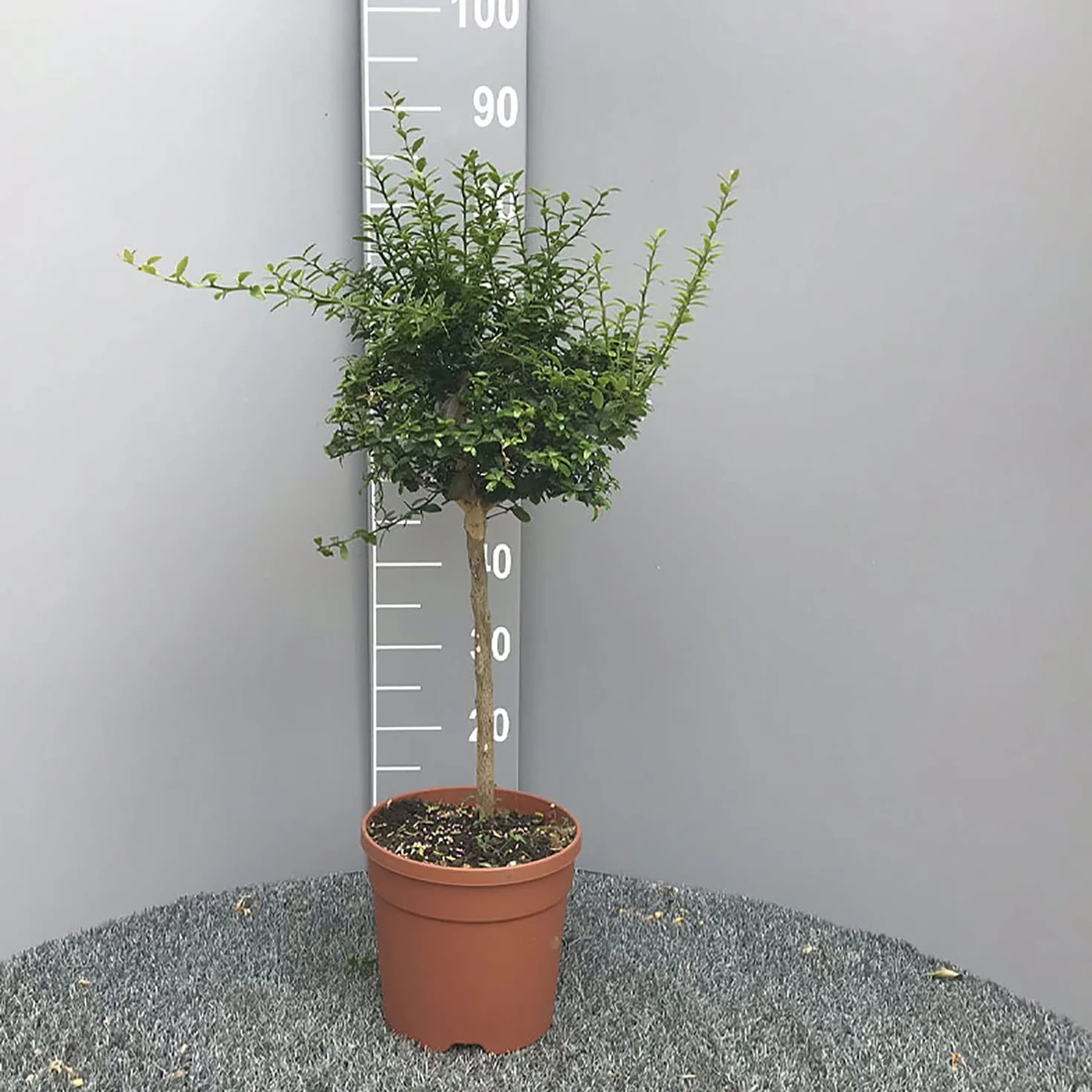 SAVINI VIVAI Citronnier Caviar Rose Agrume Tilleul 20 cm 50-70 cm 2 Ans Greffe