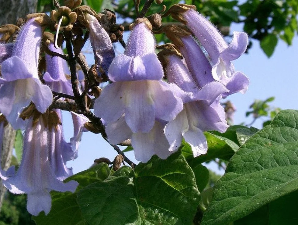 Arbre impérial Paulownia tomentosa - 200 graines avec substrat