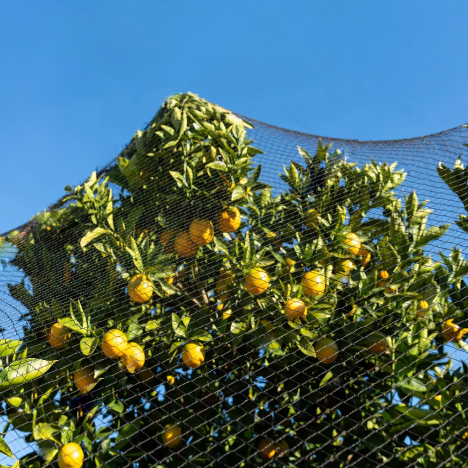 Filet Anti-Oiseaux Noir 10m x 10m - Protection Volière Poulailler Potager