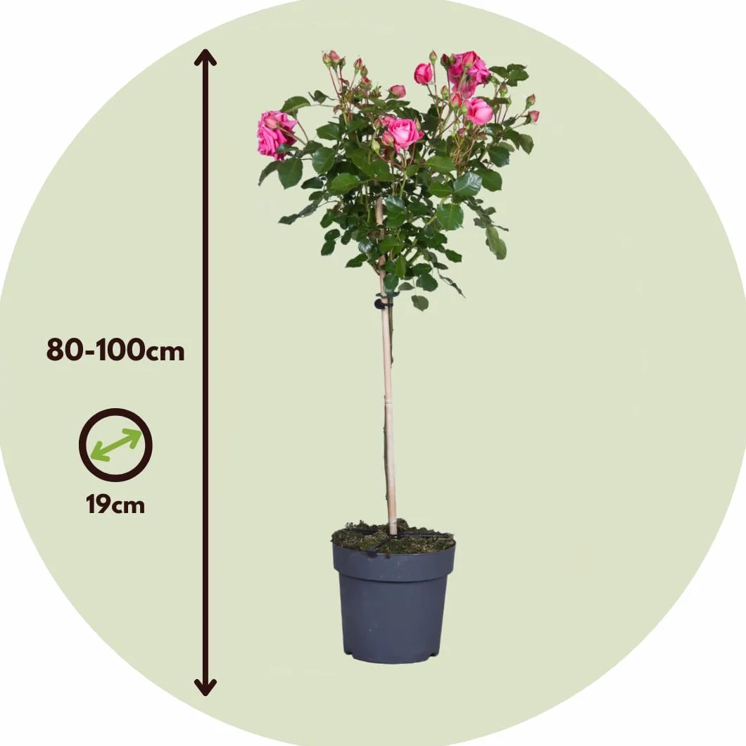 Rosa Palace Topkapi Rosier Standard Vivace Pot 19cm 80-100cm