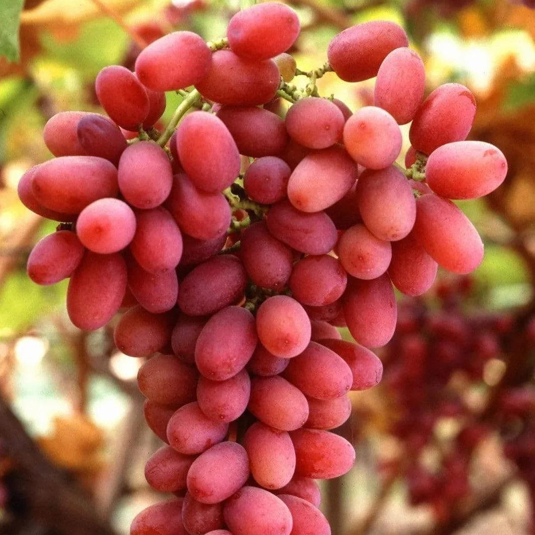 Raisin de table CRIMSON Rose sans pépins, grano croquant, tardif, pot 1 litre 20-30 cm