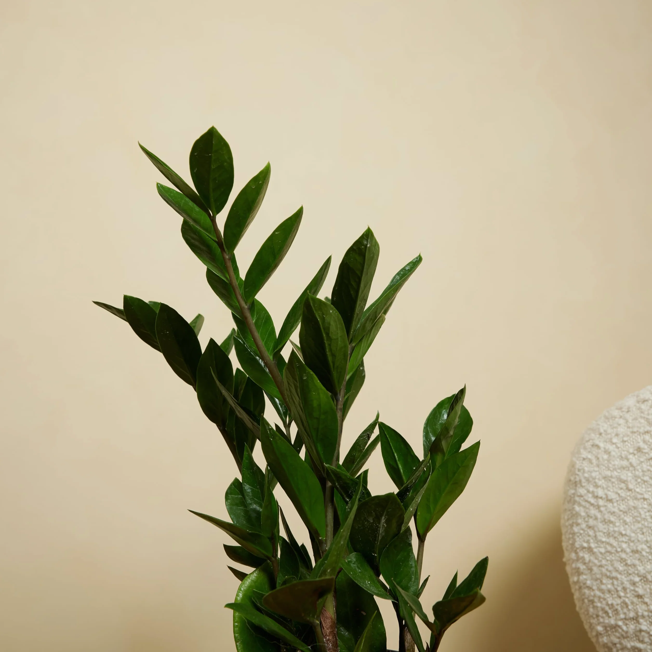 Bloomique Zamioculcas Zamiifolia Palmier d'intérieur 30-40 cm Pot 12 cm