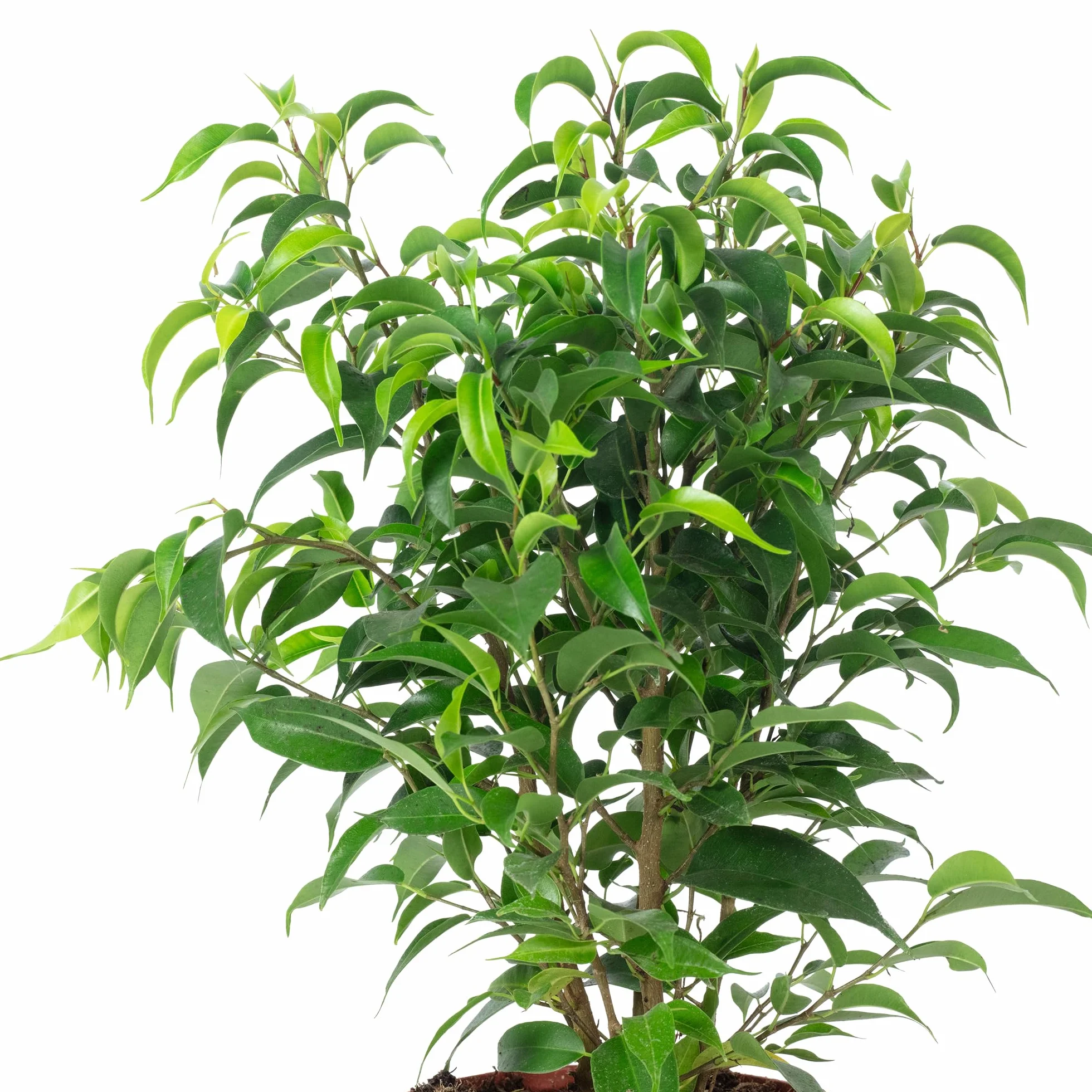 Figuier de bouleau 'Natasja' ramifié Ficus benjamini Hauteur 30 cm diamètre pot 12 cm