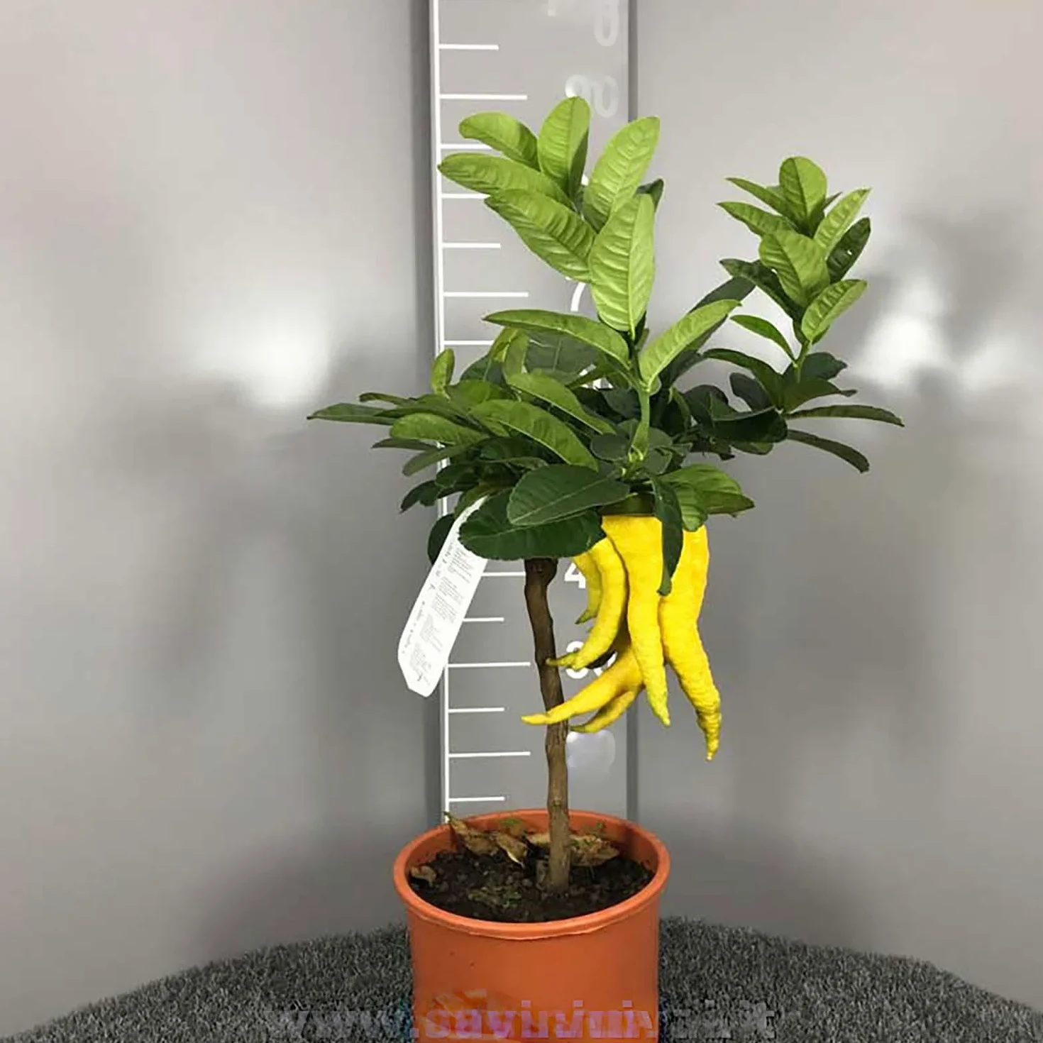 SAVINI VIVAI Cèdre en pot 20 cm hauteur 70 cm 2-3 ans agrume Main de Bouddha