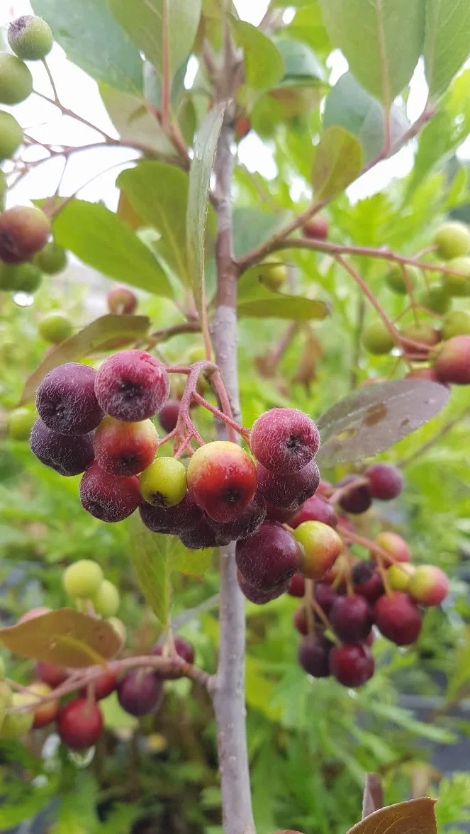 Aronia prunifolia 'Viking' Aronie à gros fruits Godet