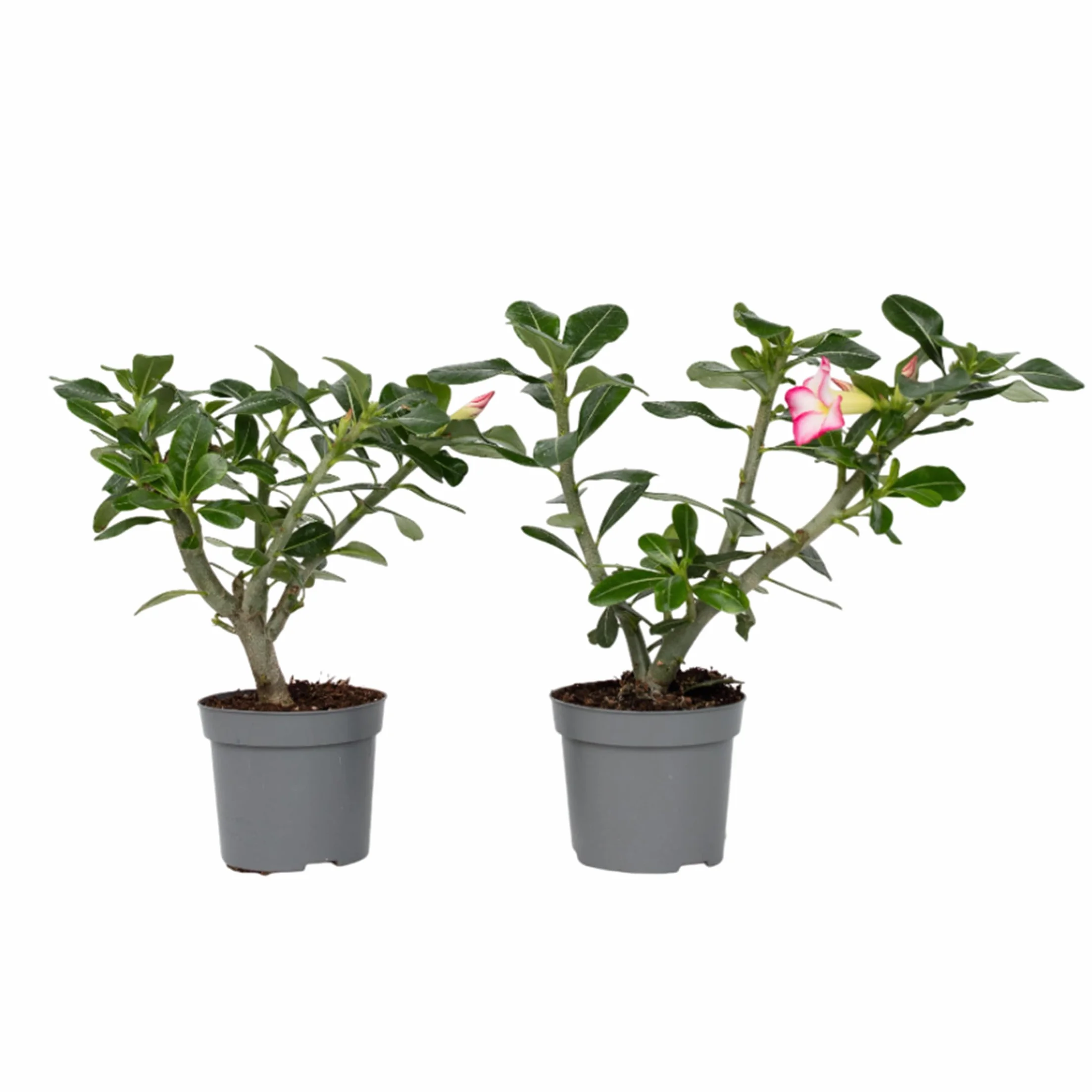 Adenium Obesum 'Étoile rose' Set de 2 - Rose du désert - Plante exotique - Pot 13cm 30-45cm