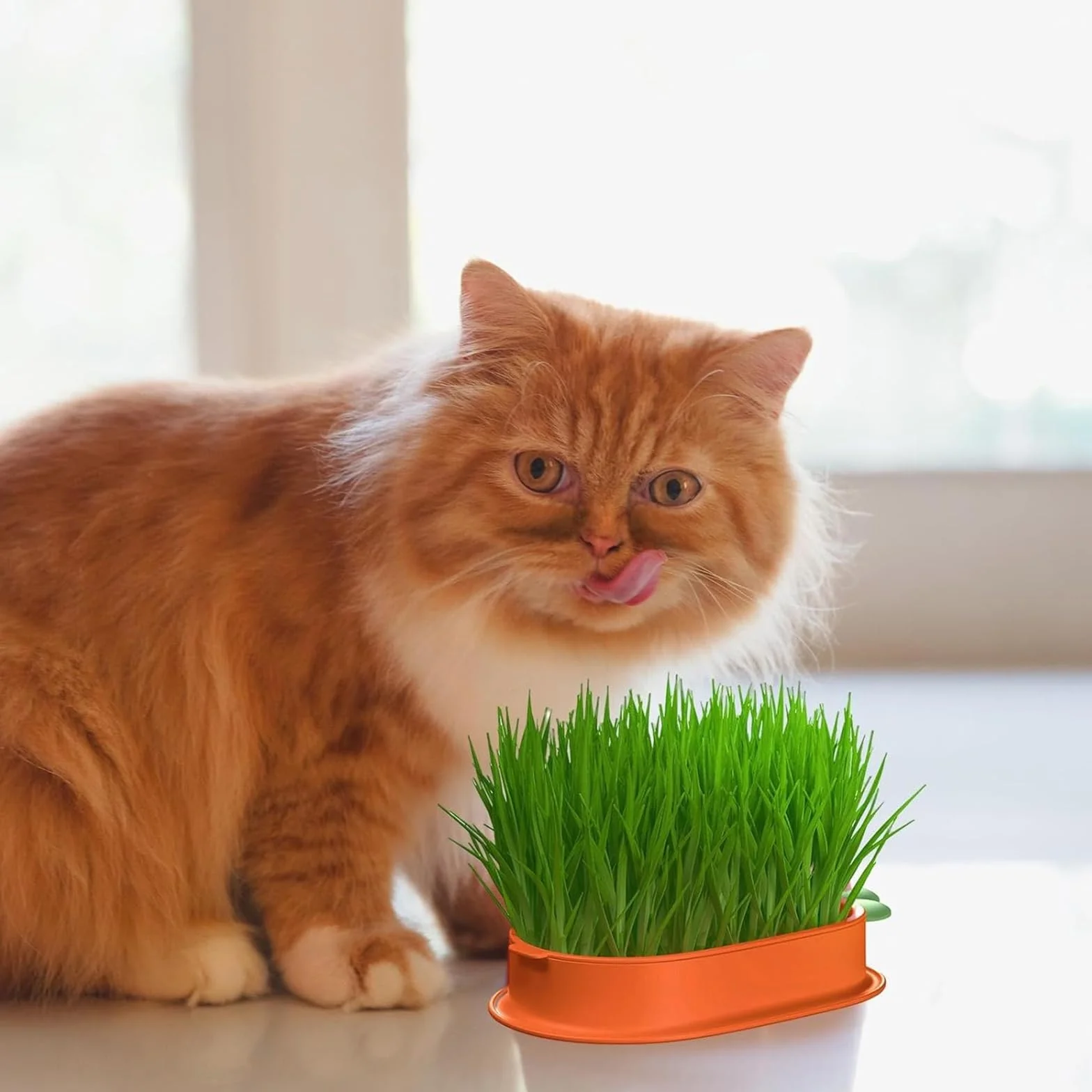 Kit de Culture d'Herbe à Chat Hydroponique Sans Sol avec Graines