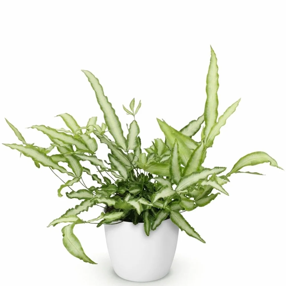 Pteris cretica Albolineata Fougère ruban Plante intérieur Vert Pot 12cm Hauteur 20cm