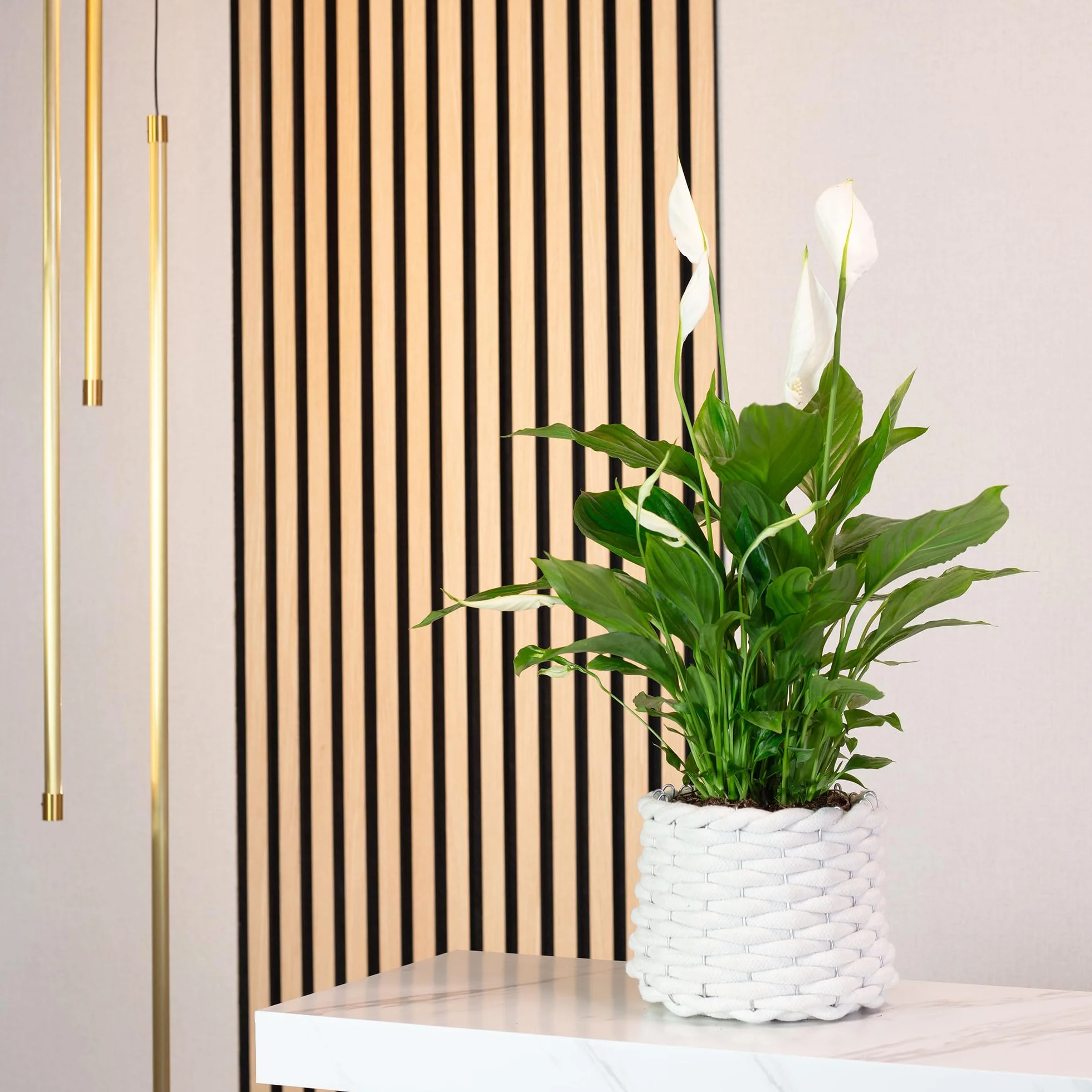 Spathiphyllum Fleur de lune 3-5 fleurs plante d'intérieur 50 cm pot Ø 13 cm
