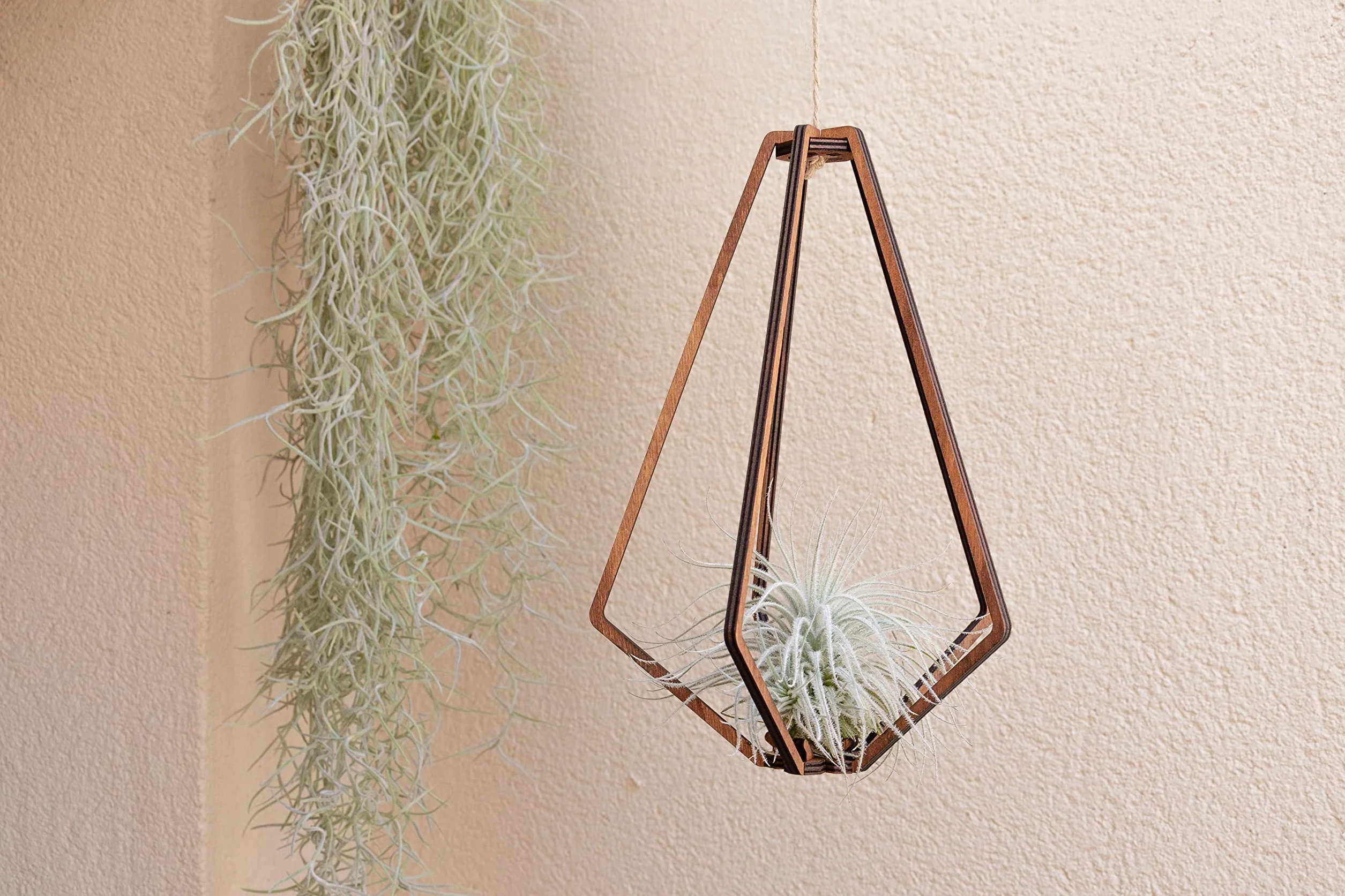 Tillandsia Usneoides Air Plant Live sans Terre Plante Interieur Naturelle 20-30 cm