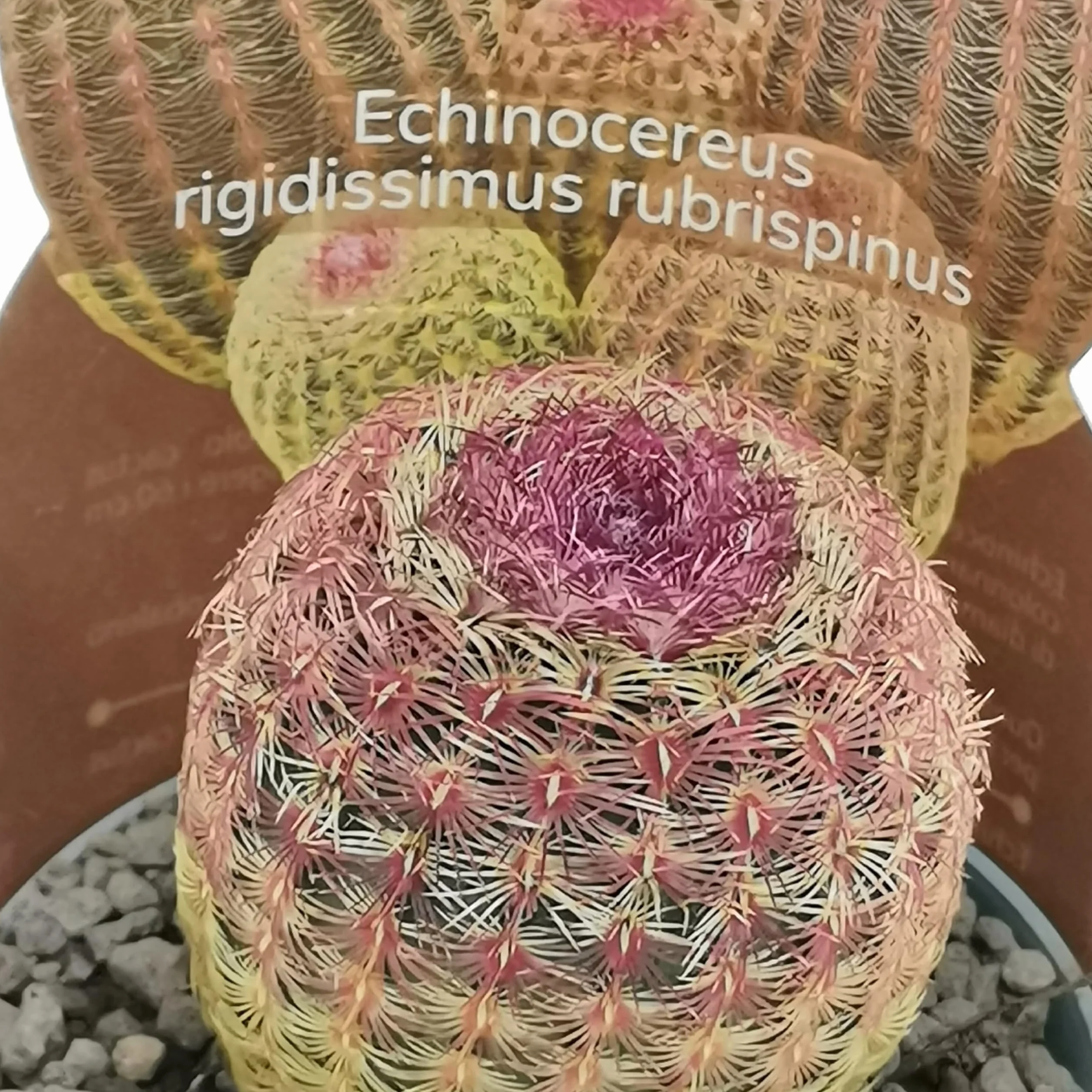 3 plantes succulentes réelles en pots diam. 6,5 cm – Cactus mix