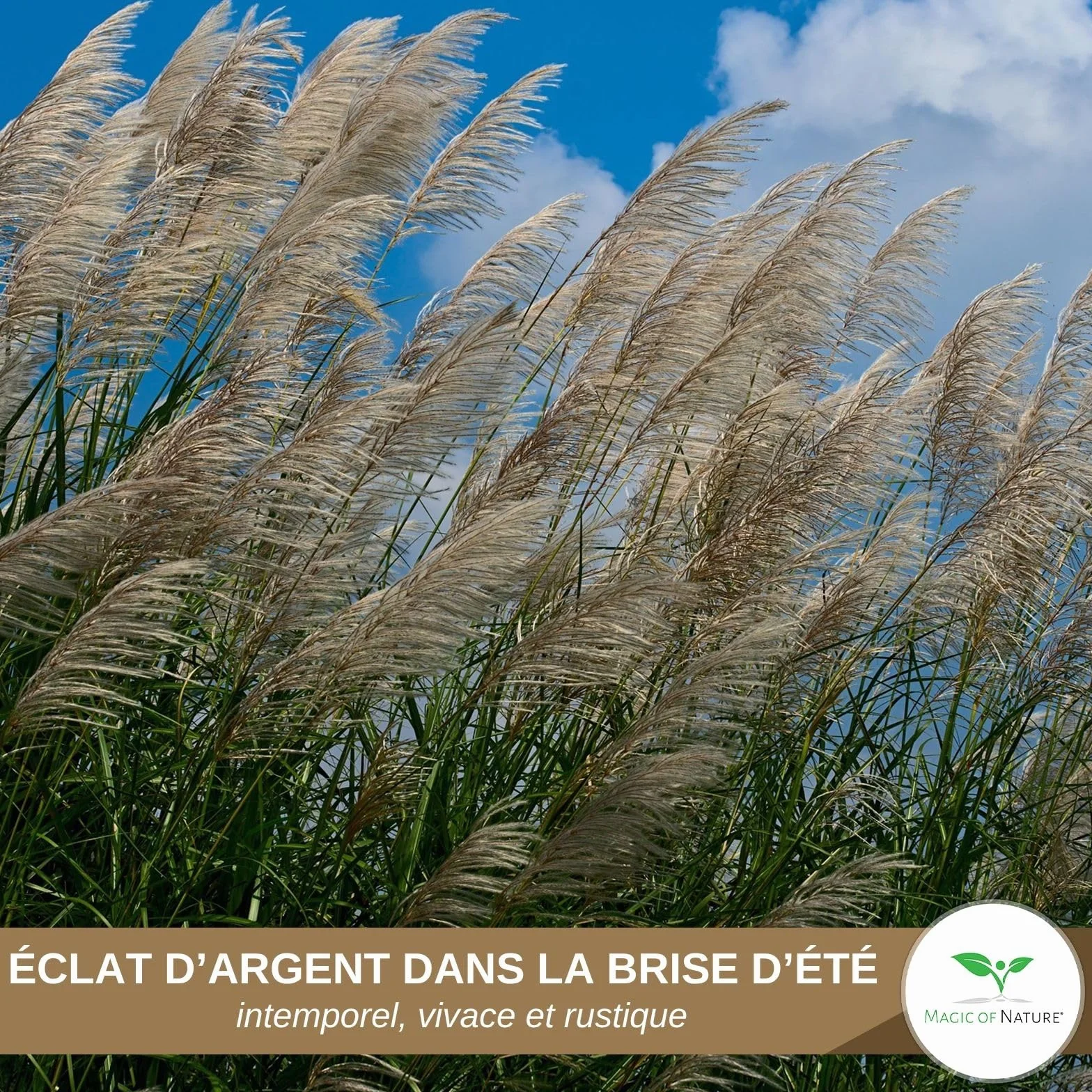 Magic of Nature Graines de Roseau de Chine Géant Miscanthus sinensis Plume d'Argent Graminée Rustique 100 pcs