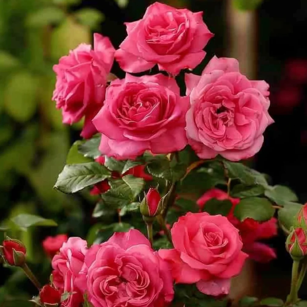 Rosa Palace Topkapi Rosier Standard Vivace Pot 19cm 80-100cm