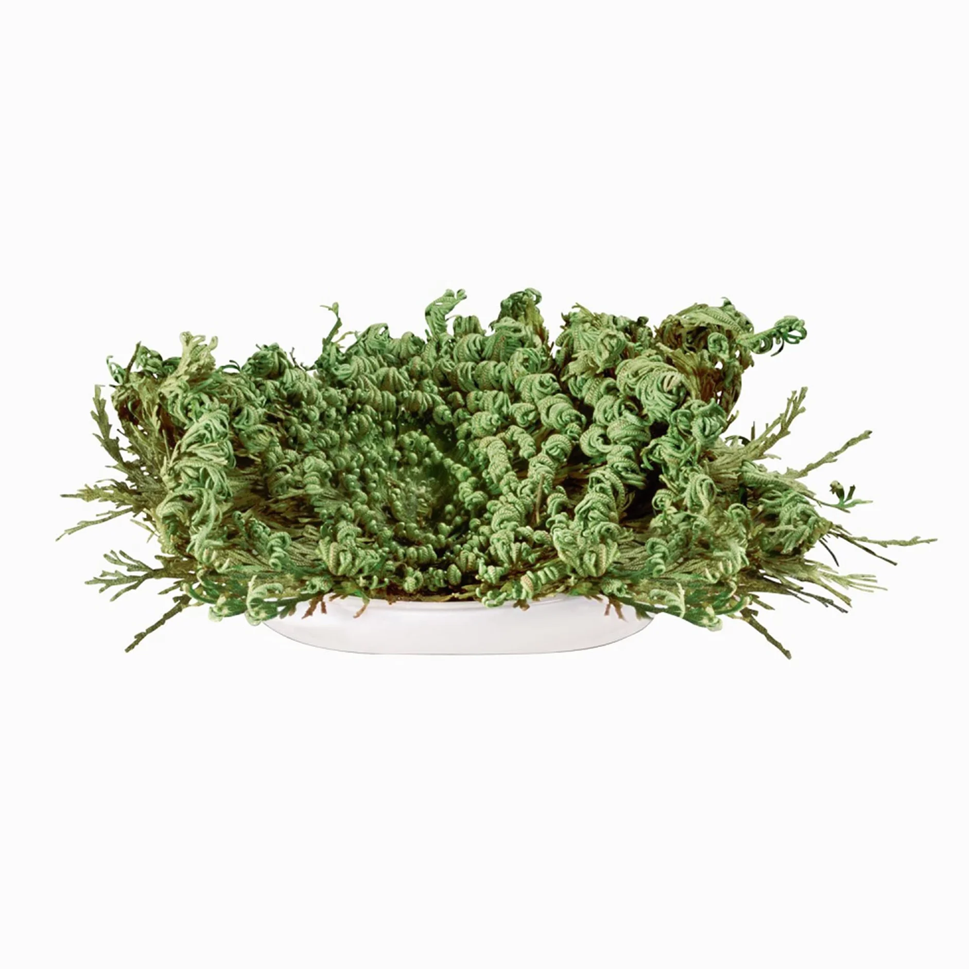 Rose de Jericho avec instructions d'entretien et explications historiques