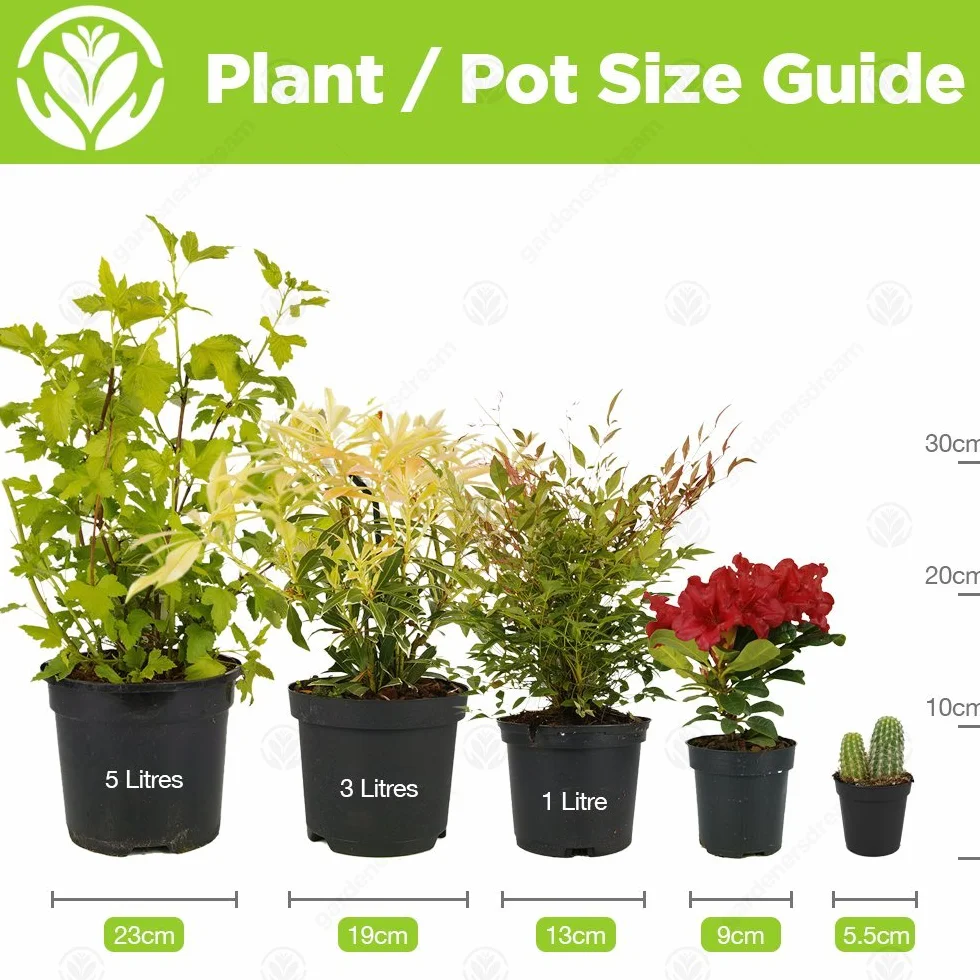 Mélange de succulentes 5 plantes d'intérieur en pot