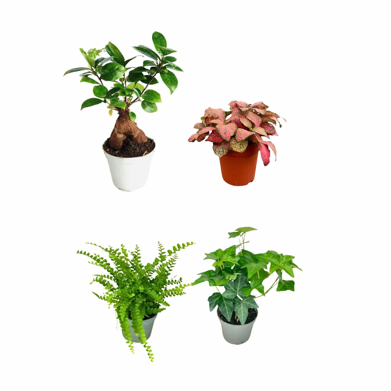 Kit 4 Plantes Vertes Terrarium Ficus Ginseng Mini Fittonia Fougère Hedera Plantes Vivantes Intérieur