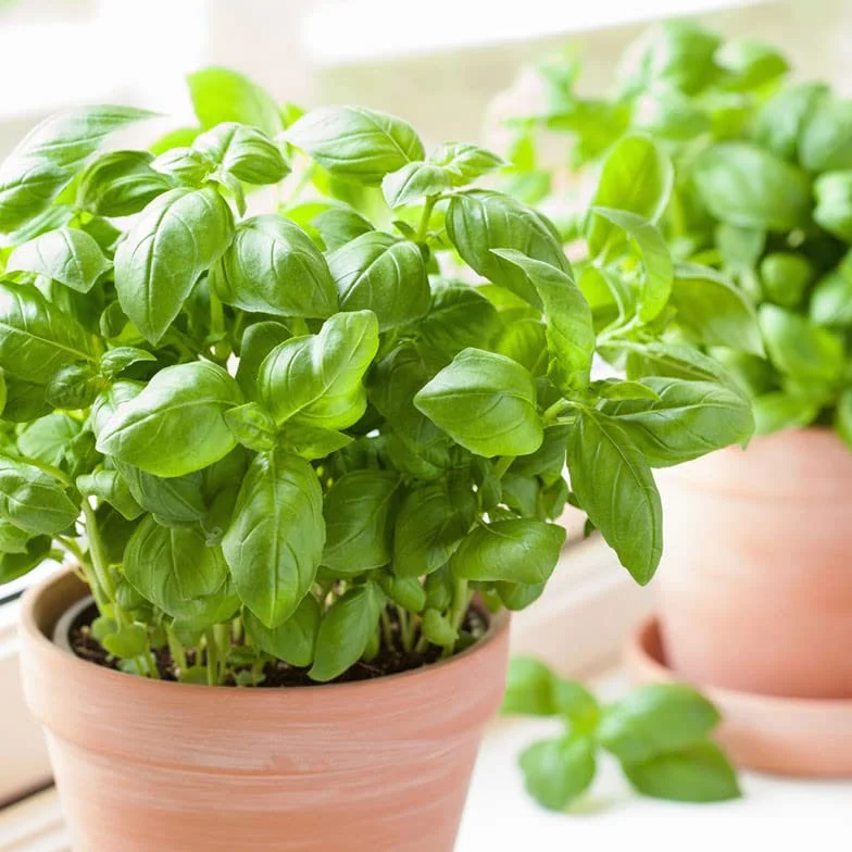 Plant Basilic Grand Vert en Pot 1,5L