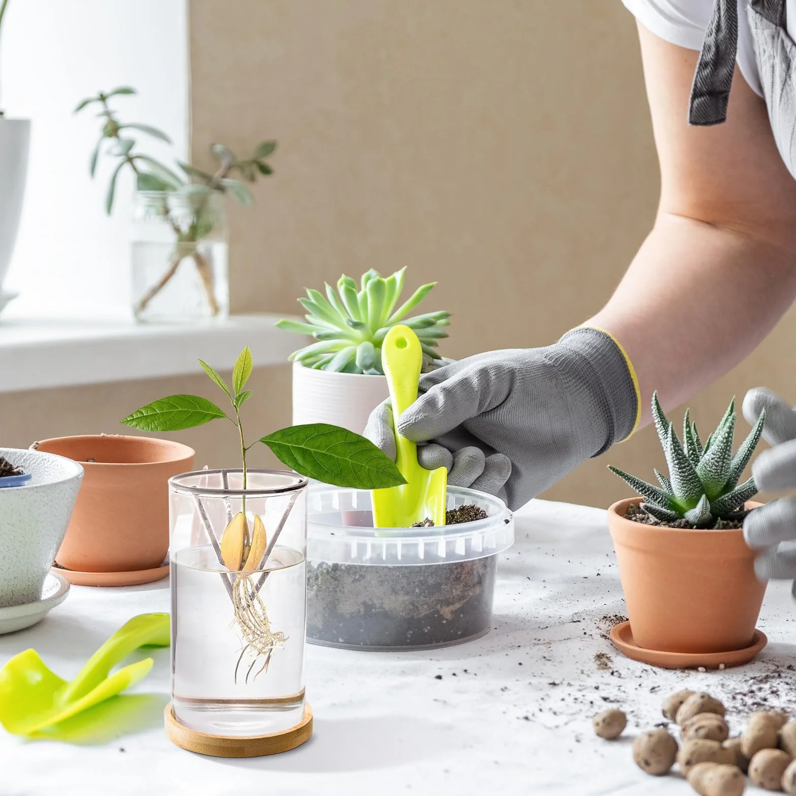 Kit de culture d'avocat en verre pour la plantation et la croissance