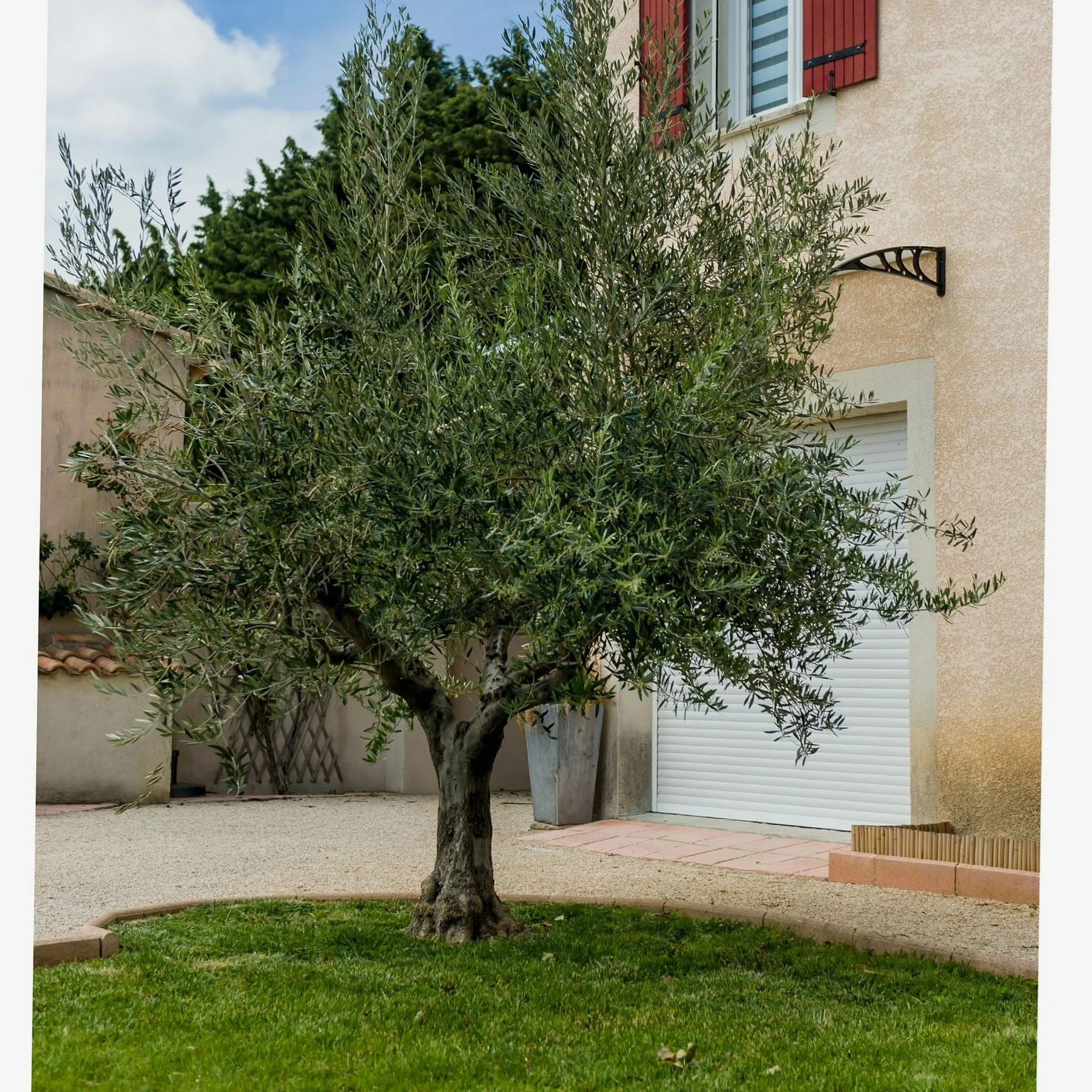 WERKA PRO Filet à Olives 50g/m2 4 x 4m 16m²