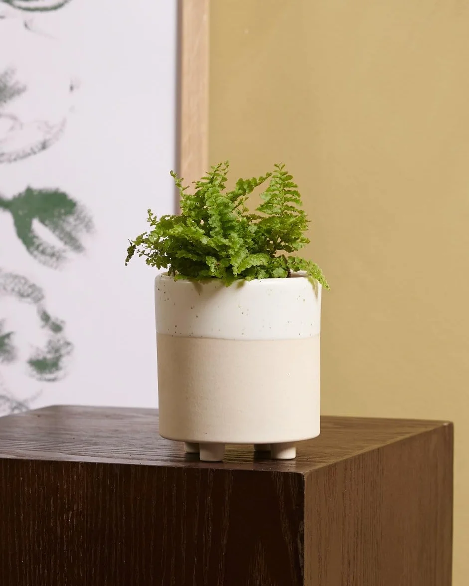 Nephrolepis Green Fantasy Baby Plante d'intérieur Fougère épée Pot 6cm Hauteur 10cm