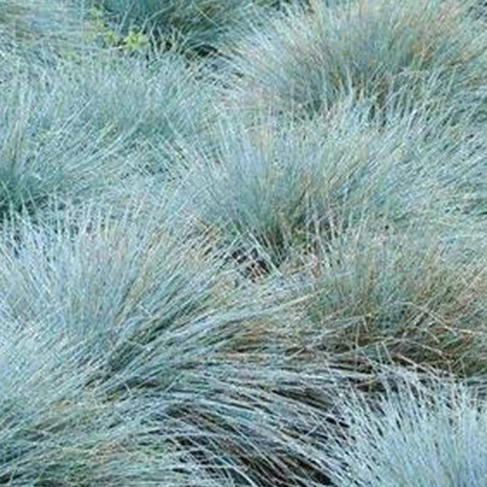 Graines de fétuque bleue Festuca Glauca 200 pièces, Aménagement paysager