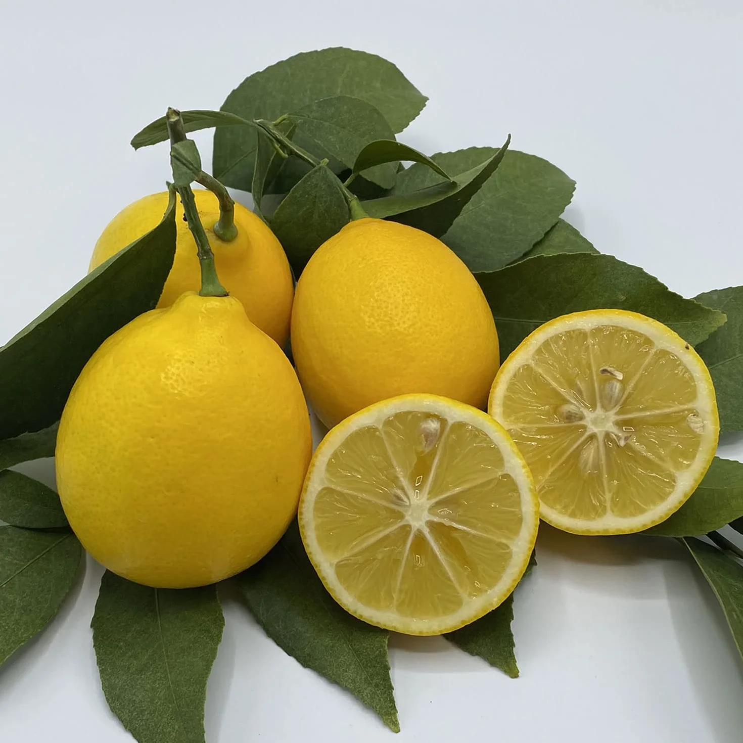 Citronnier Meyer SAVINI VIVAI 24 cm 90-110 cm 3-4 ans drzewo cytrynowe w doniczce