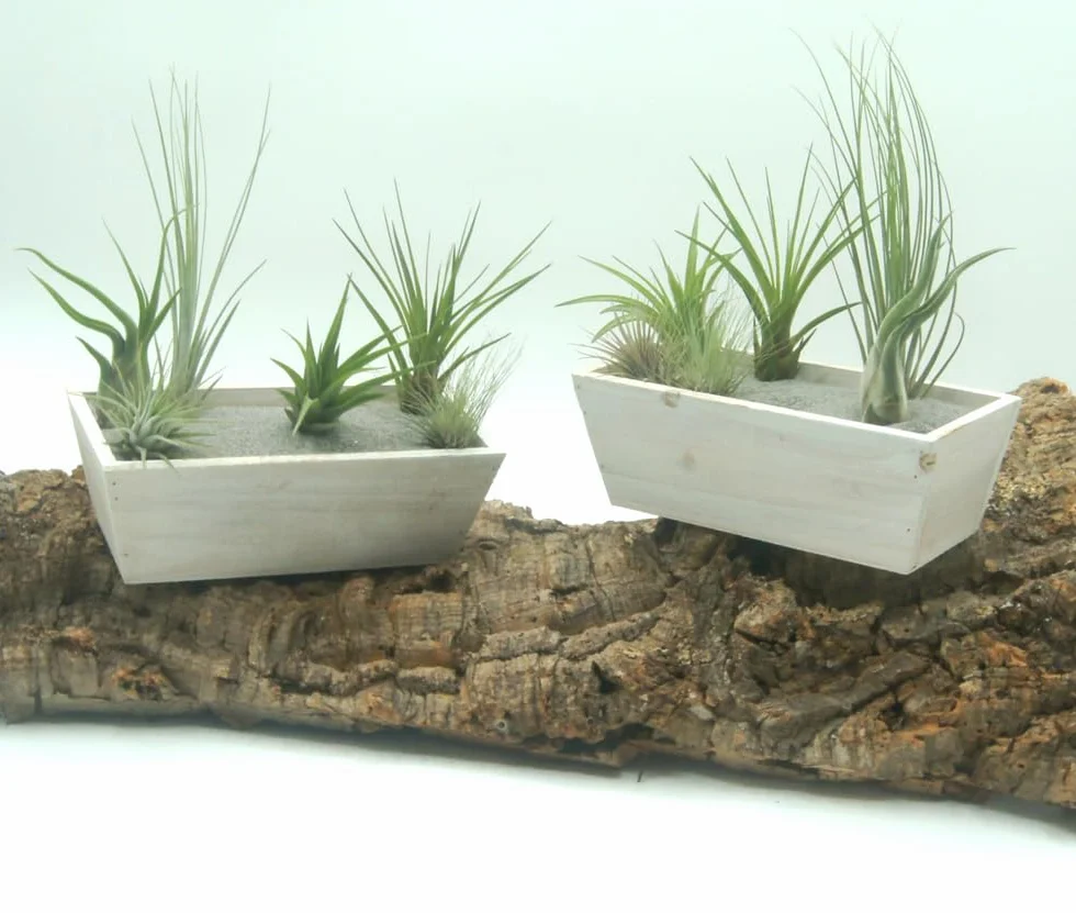 Tillandsias Lot de 5+1 Plantes Purificatrices d'Air Faciles d'Entretien