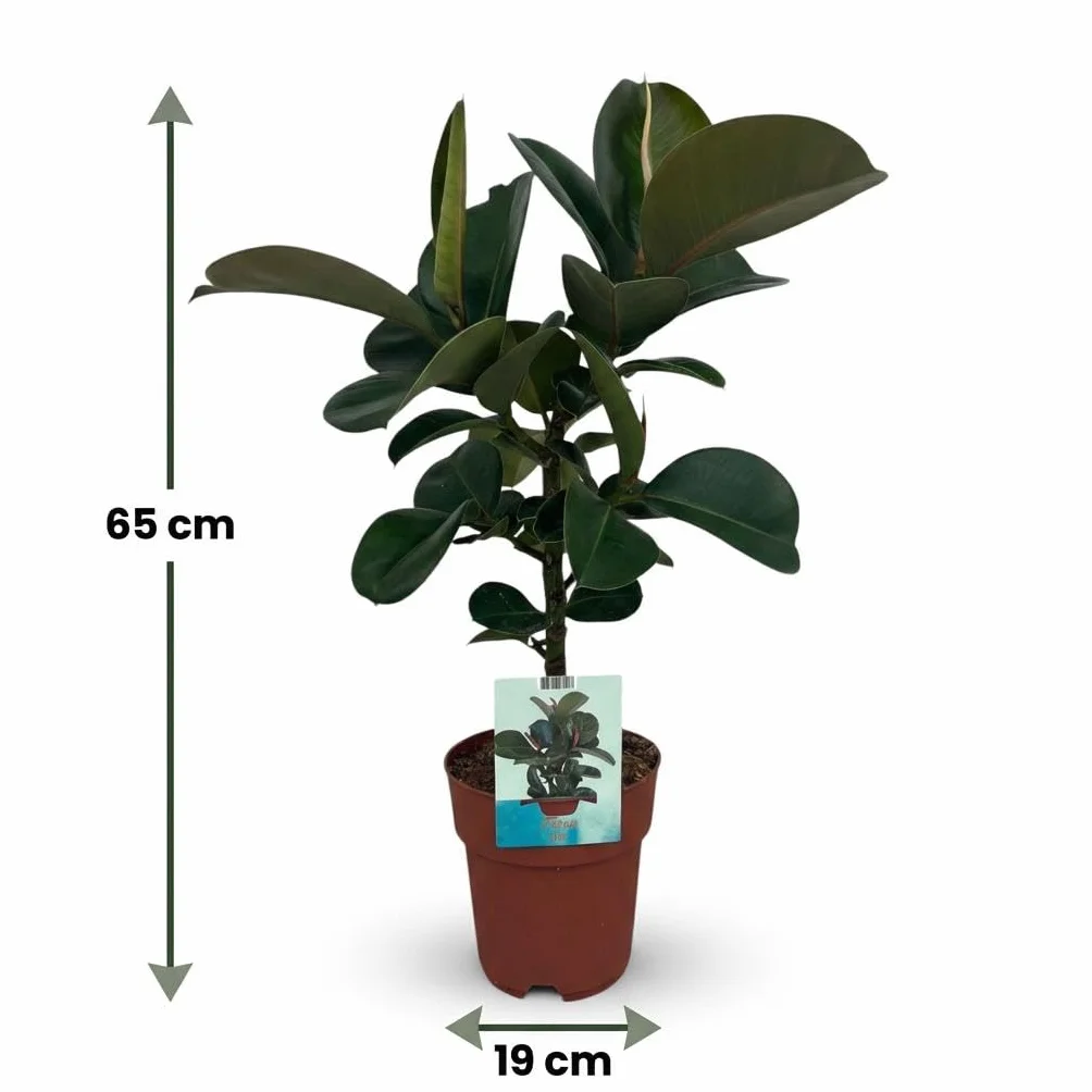 Ficus Elastica Cloe Plante d'intérieur Vert Pot 19cm Hauteur 65cm