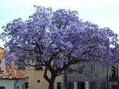 100 graines d'arbres princesse Paulownia Tomentosa