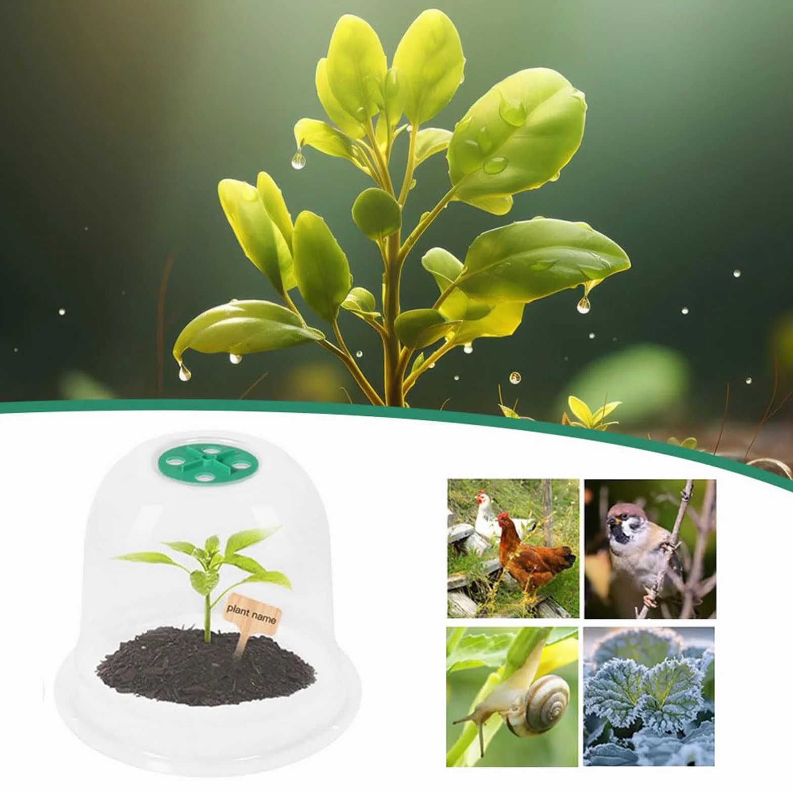 Cloche pour Plantes de Jardin 10 Pièces Protection Pluie Gel Ventilation Extérieur Blanc