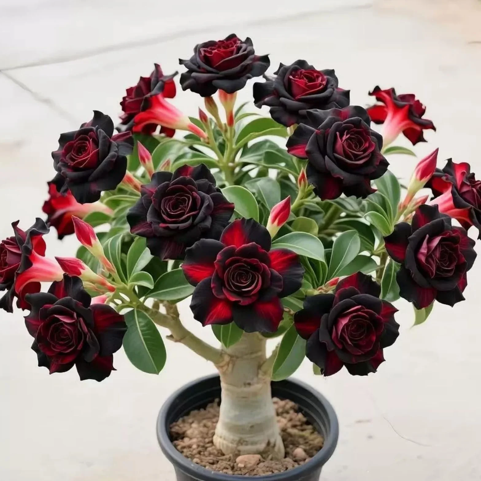 Rose du désert résistante à l'hiver variée pour jardin